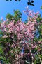 vignette Prunus incisa 'Paean'