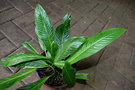 vignette Philodendron acutifolium