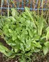 vignette Arisarum proboscideum - Plante souris