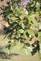 vignette Quercus rysophylla