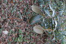 vignette Rhododendron sinogrande