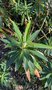 vignette Euphorbia x pasteurii - Euphorbe