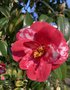 vignette Camellia japonica 