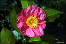 vignette Camellia japonica de semis