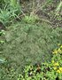 vignette Paillis sur Hedychium avec herbe de tonte
