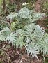 vignette Cynara cardunculus subsp. cardunculus - Cardon