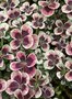 vignette Trifolium repens 'Clover Chocolate' - Trfle