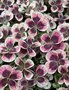 vignette Trifolium repens 'Clover Chocolate' - Trfle