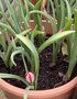 vignette Tulipa humilis 'Persian Pearl' - Tulipe