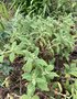 vignette Calceolaria integrifolia - Calcolaire