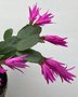 vignette Hatiora hybride = Rhipsalidopsis hybride - Cactus de Pques rose fonc