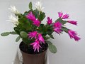 vignette Hatiora hybride = Rhipsalidopsis hybride - Cactus de Pques (2 plants 1 rose fonc et 1 blanc)