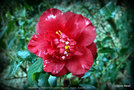 vignette Camélia ' MIDNIGHT VARIEGATED ' camellia japonica .Origine : Australie 1977