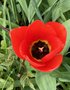 vignette Tulipa cv - Tulipe