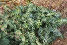 vignette Arum italicum ssp. italicum 'Marmoratum'