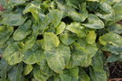 vignette Arum italicum ssp. neglectum 'Miss Janay Hall'