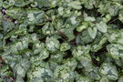 vignette Cyclamen hederifolium
