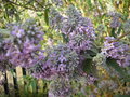 vignette Buddleia Officinalis :floraison hivernale trs parfume