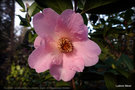 vignette Camélia ' ELLAMINE ' camellia hybride  C.x williamsii . Origine : E.G Whaterhouse ( Australie )