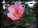 vignette Camélia ' ELLAMINE ' camellia hybride  C.x williamsii . Origine : E.G Whaterhouse ( Australie )