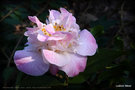 vignette Camélia ' HIGH FRAGANCE '  camellia  hybride  , parfumé . Origine : Nouvelle-Zélande 1985