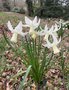 vignette Narcissus cyclamineus 'Tracey'