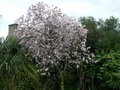 vignette Magnolia Leonard Messel, mon jardin