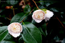vignette Camélia ' PINK TINSIE ' camellia japonica  à  petites fleurs
