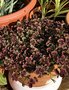 vignette Trifolium repens 'Clover Chocolate' - Trfle