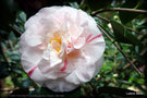 vignette Camélia ' FUNNY FACE BETTY ' camellia japonica , Origine : USA 1955