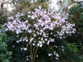 vignette Magnolia loebneri Léonard Messel  très fleuri au 12 03 21