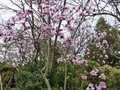 vignette Magnolia Iola,the aux fleurs énormes au 06 03 21