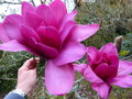 vignette Magnolia Vulcan gros plan de ses très belles et très grandes fleurs au 05 03 21