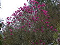 vignette Magnolia Vulcan aux grandes fleurs rubis au 06 03 21