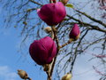 vignette Magnolia Genie gros plan au 28 02 21