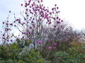 vignette Magnolia Galaxy immense (au moins 7m) et aux grandes fleurs au 04 03 21