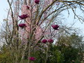 vignette Magnolia Genie premières fleurs au 03 03 21
