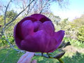 vignette Magnolia Black Tulip gros plan de sa fleur très foncée au 18 03 21