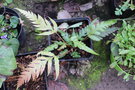 vignette Woodwardia orientalis var. formosana