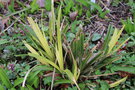 vignette Carex pendula 'Moonraker'