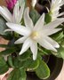 vignette Hatiora hybride = Rhipsalidopsis hybride - Cactus de Pques blanc