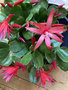 vignette Hatiora hybride = Rhipsalidopsis hybride - Cactus de Pques rouge rose