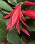 vignette Hatiora hybride = Rhipsalidopsis hybride - Cactus de Pques rouge rose