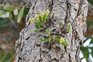 vignette Dendrobium ngoyense