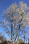 vignette Magnolia salicifolia
