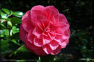 vignette Camélia ' SPRING FORMAL ' camellia japonica.Origine : Nuccio USA 1975