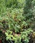 vignette Calceolaria integrifolia - Calcolaire