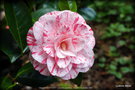 vignette Camlia ' WILLIAM BARTLETT ' camellia japonica . Origine : Australie 1958