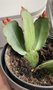 vignette Hatiora hybride = Rhipsalidopsis hybride - Cactus de Pques rouge orange