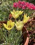 vignette Tulipa clusiana 'Honky Tonk' - Tulipe et Tulipa hageri 'Little Beauty' - Tulipe